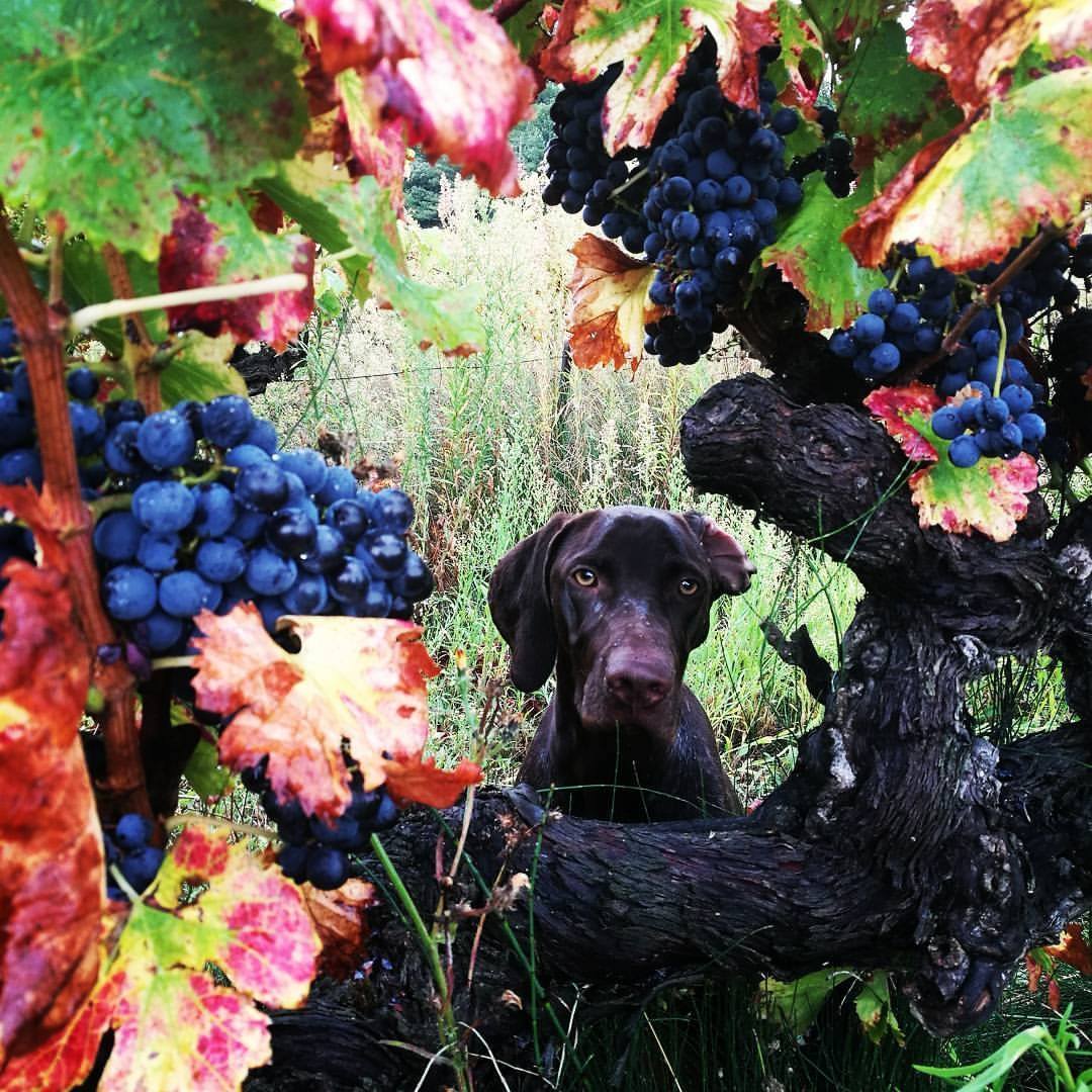 MANGO LA TETE DANS LES VIEILLES GRENACHES