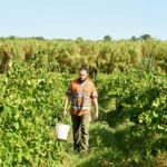 Domaine de la Deydiére vigneron 84600 Grillon