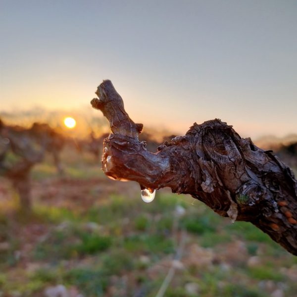 46B178DF-F8BE-4A16-A8FB-56B43D6BFF00_1_105_c