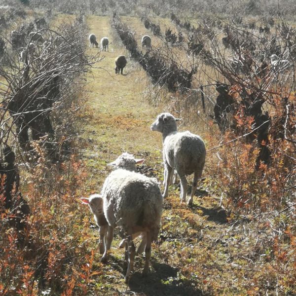 Le Viti- Pastoralisme 2